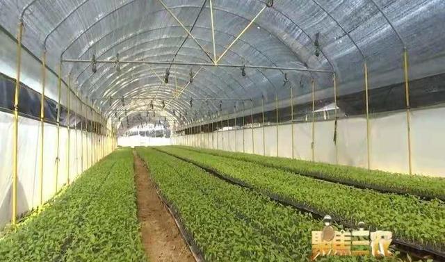 福清綠葉農業驚艷亮相中國品牌日！